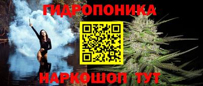 шишки Новодвинск